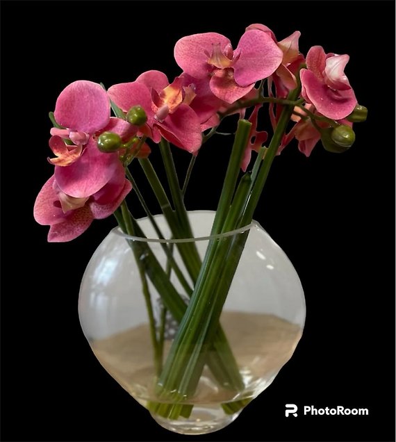 Pink Permanent Botanical Butterfly Orchid in Glass Container
