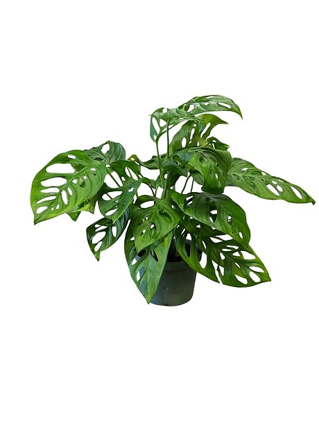 Swiss Cheese Plant in 6 inch pot