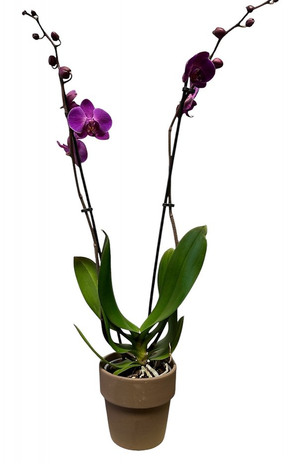 Phalaenopsis Orchid Plant