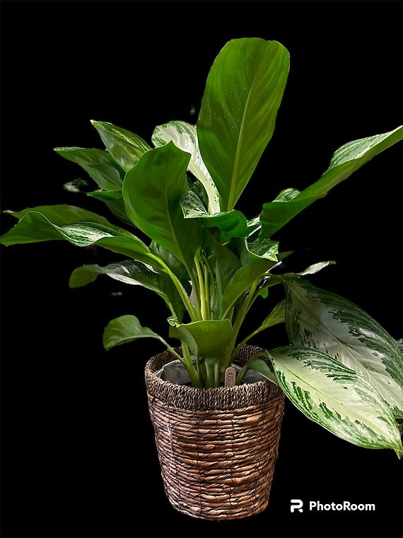 Aglaonema Silver Bay