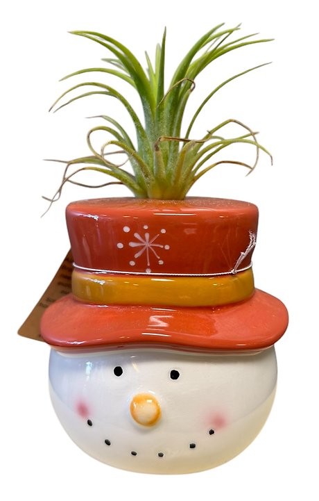 Christmas Character with Air Plant