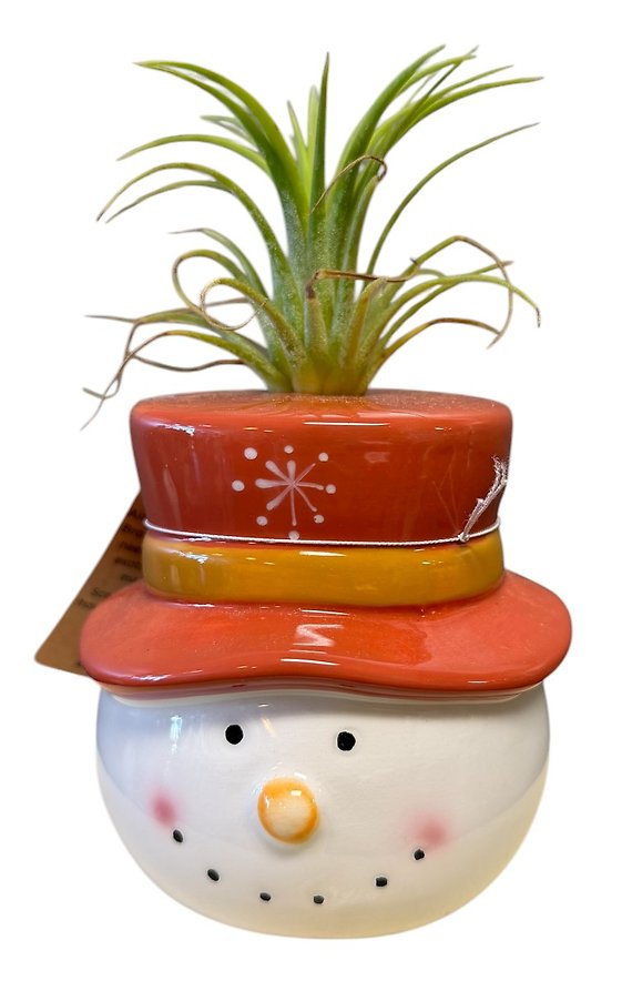 Christmas Character with Air Plant