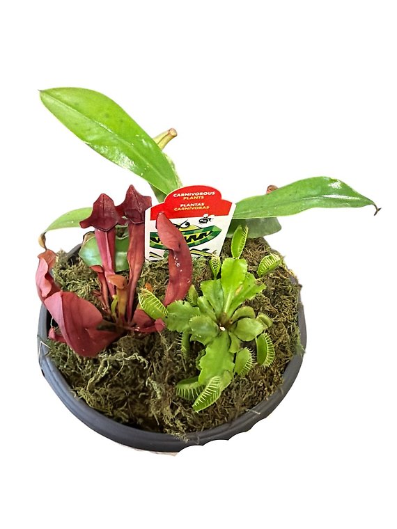 Little Pot of Horrors Carnivorous Planter