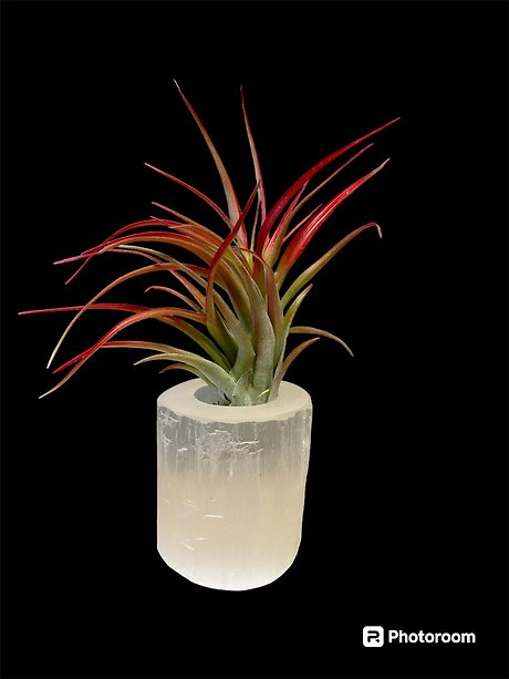 Selenite Cylinder with Air Plant