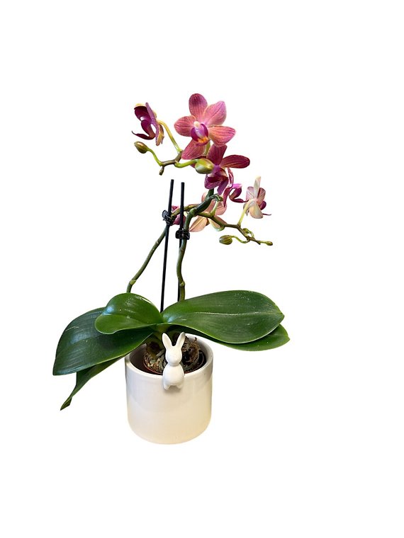 Tiny Bunny Pot with Orchid Plant