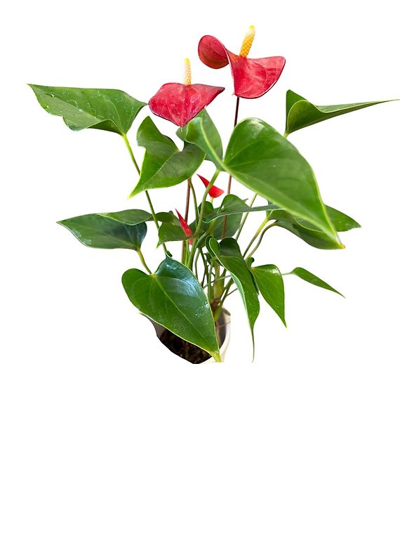 Bunny Pot with Anthurium Plant