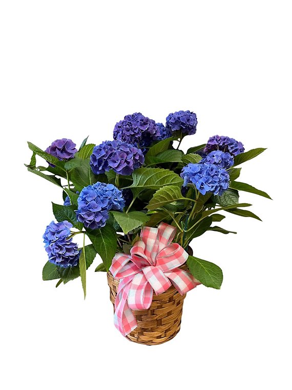 Blue Hardy Hydrangea in a 10 inch Pot