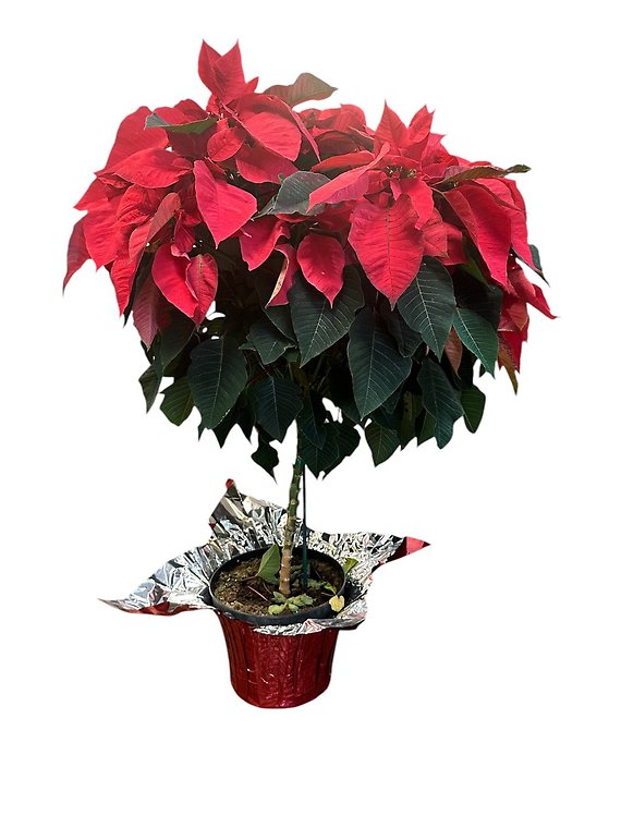 Poinsettia Tree