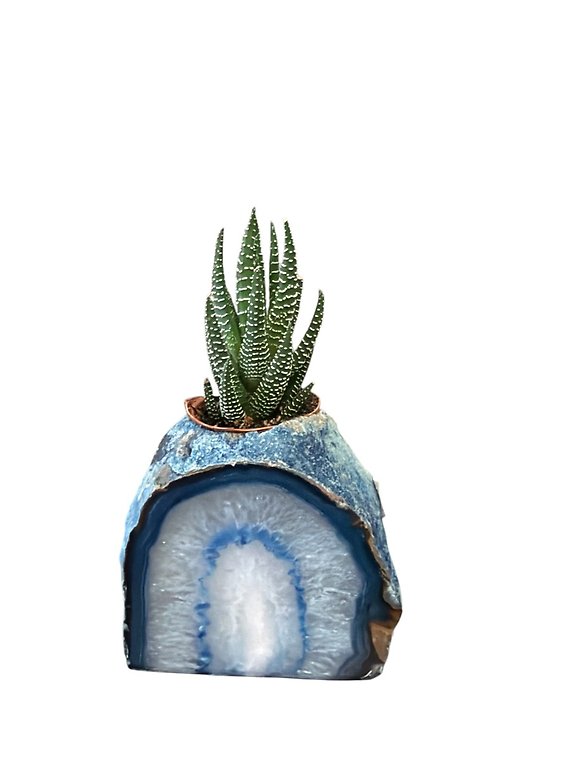 Blue Agate with Succulent