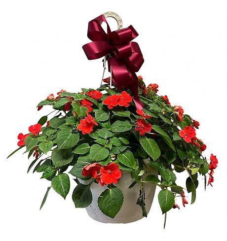 Impatiens Hanging Basket
