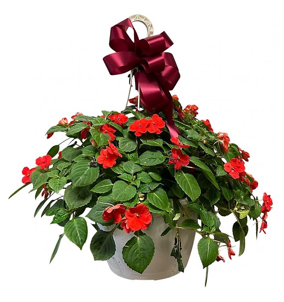 Impatiens Hanging Basket