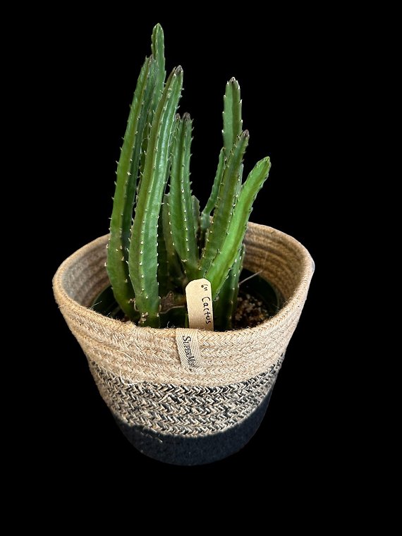 Cactus in Soft Woven Basket