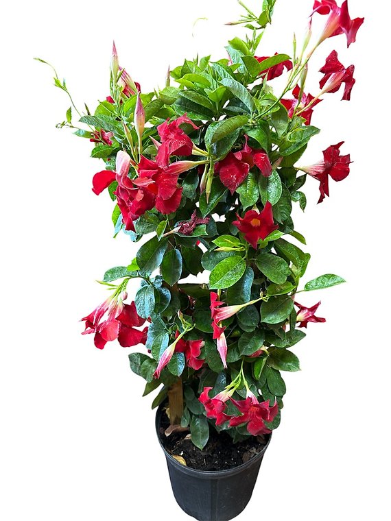 Mandavillia on Trellis