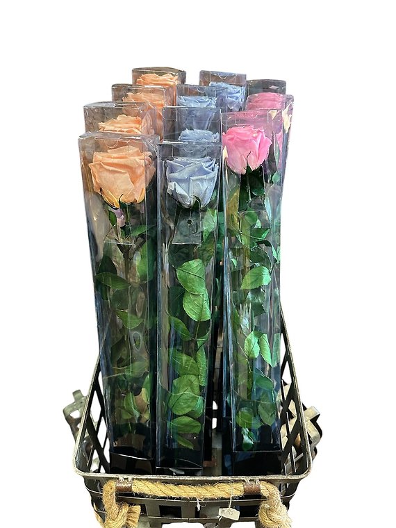 Long Stem Preserved Rose