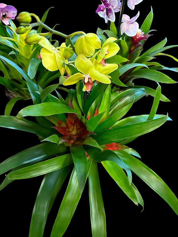 Mother\'s Day Special Orchid/Bromeliad Planter