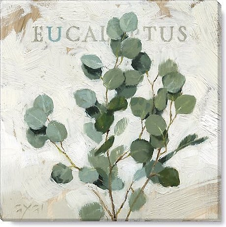 Eucalyptus 14 x 14 Canvas Print
