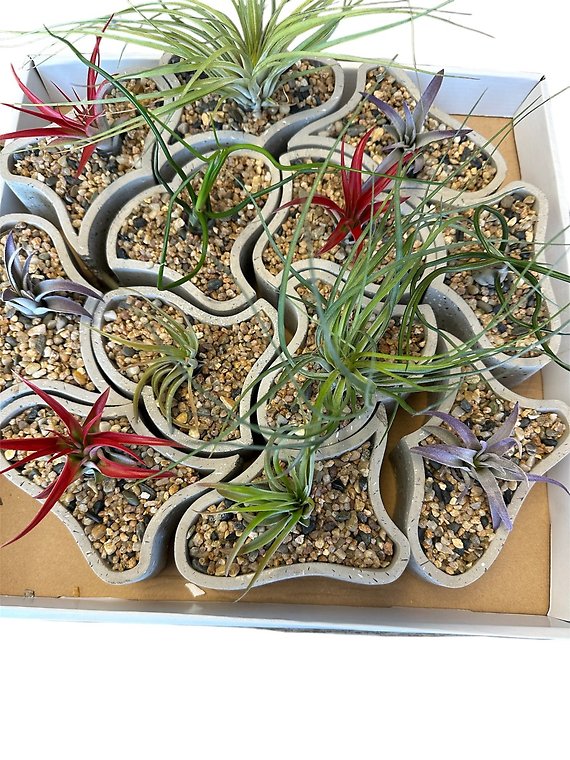 Labyrinth Garden with Air Plant