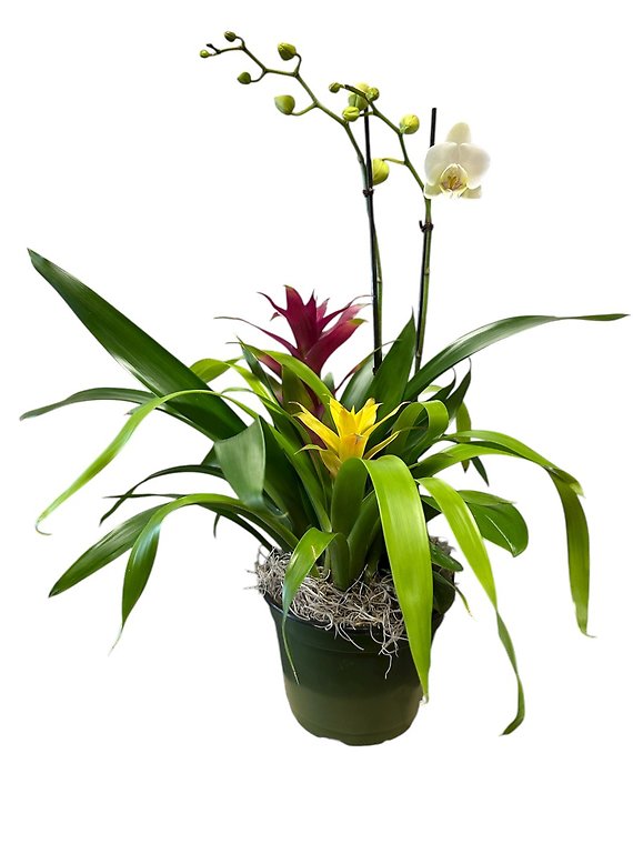 Bromeliad Orchid Planter