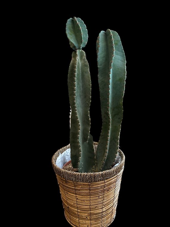 Herb - The Large Cactus