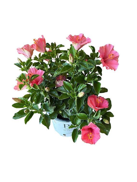 Proven Winner Hibiscus Bush