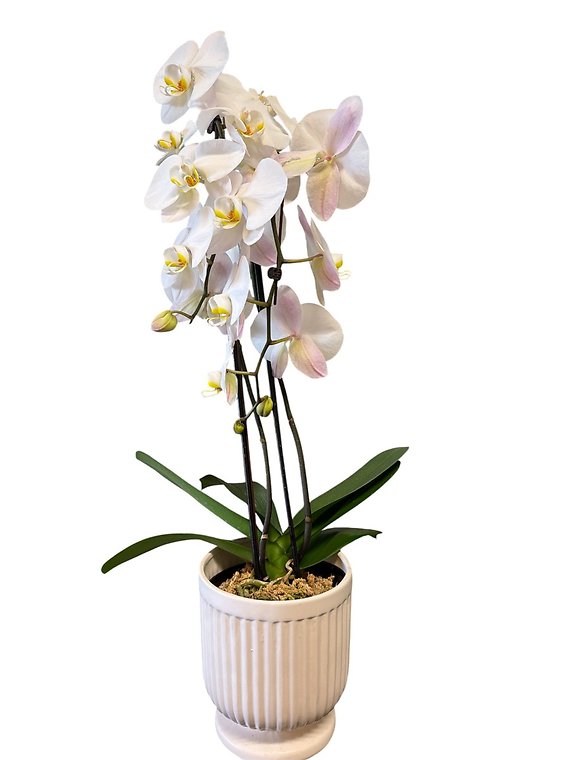 Double Stem Phalaenopsis Orchid Plant