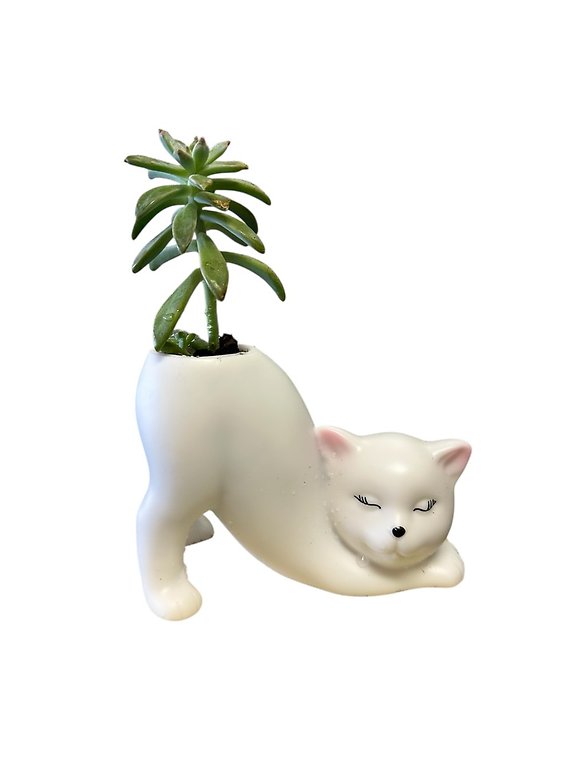 Cat Planter with Succulent
