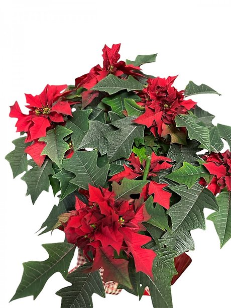 Red Ribbons Poinsettia in 6.5 inch Pot