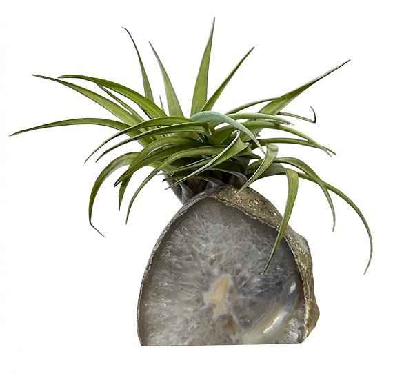 Green Agate with Air Plant