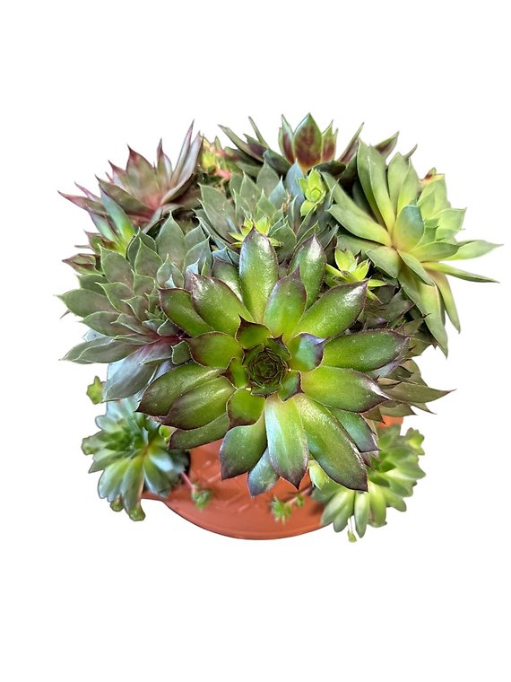 Succulent Tower
