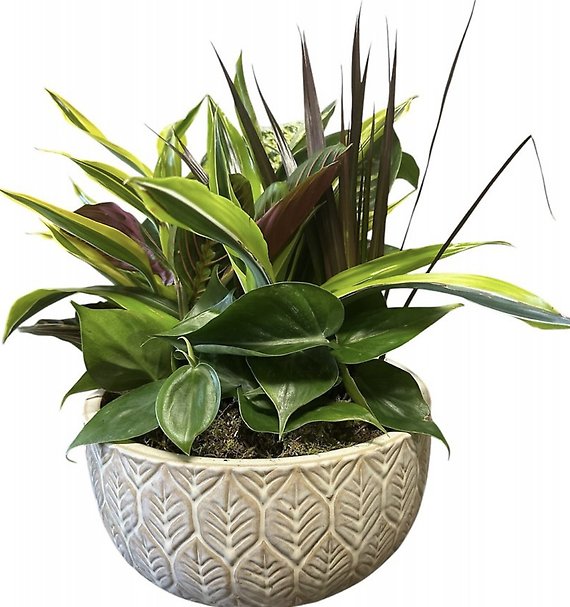 Medium Ceramic Dish Garden