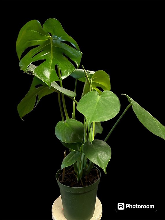 Split Leaf Monstera in a 6 inch pot