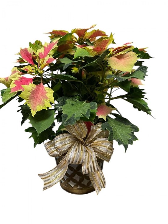 Pink and Cream Poinsettia in a 6.5 inch Pot