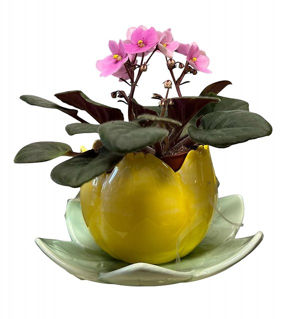 Flower Pot with African Violet