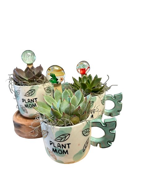 Plant Mom Mug with Succulent