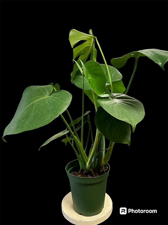 Split Leaf Monstera in a 6 inch pot