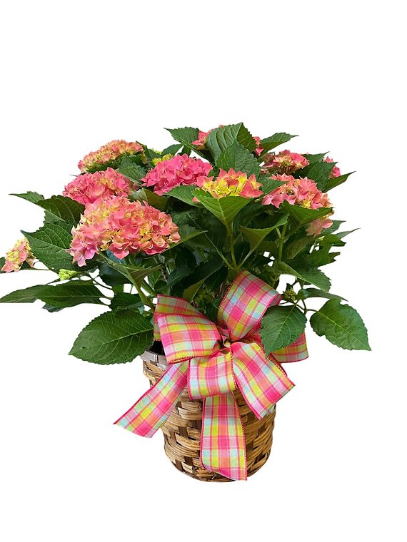 Pink Hardy Hydrangea in a 10 inch Pot