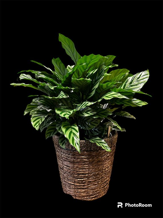Calathea Freddie