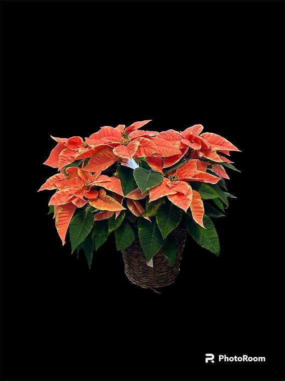 A Lovely 8 inch Pink Poinsettia