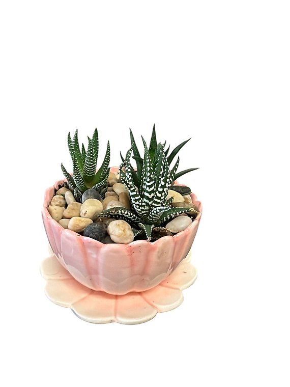Succulents in Flower Dish