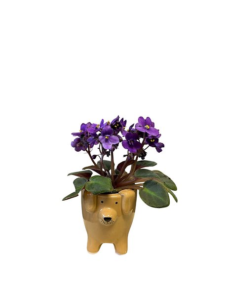 Dog Container with African Violet Plant