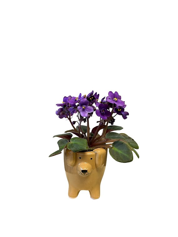 Dog Container with African Violet Plant