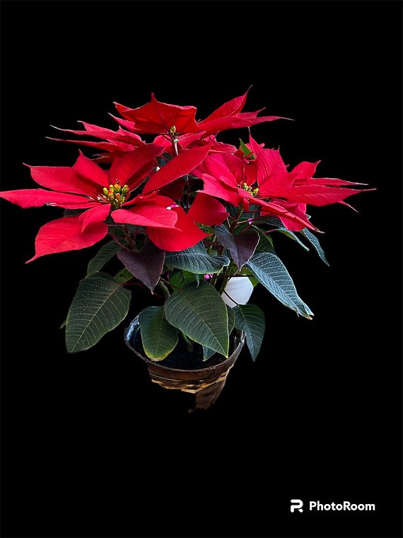 A Lovely 6 inch Poinsettia