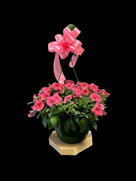 Petunia Hanging Basket