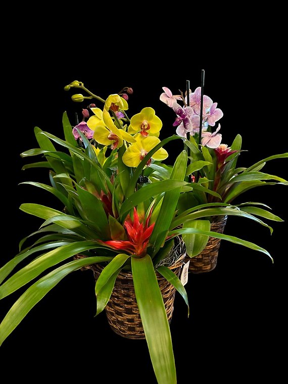 Mother\'s Day Special Orchid/Bromeliad Planter
