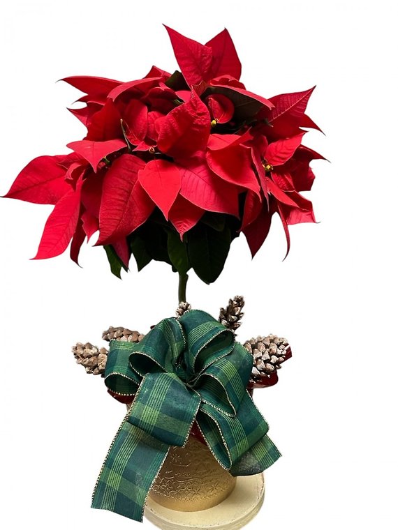 Poinsettia Tree in 6.5 inch Pot