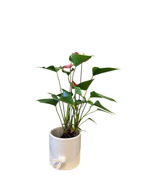 Bunny Pot with Anthurium Plant