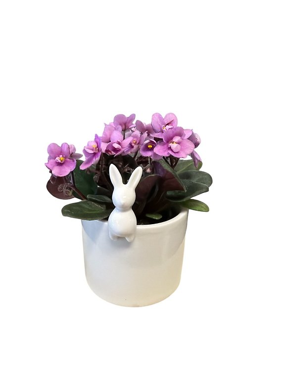 Tiny Bunny Pot with African Violet