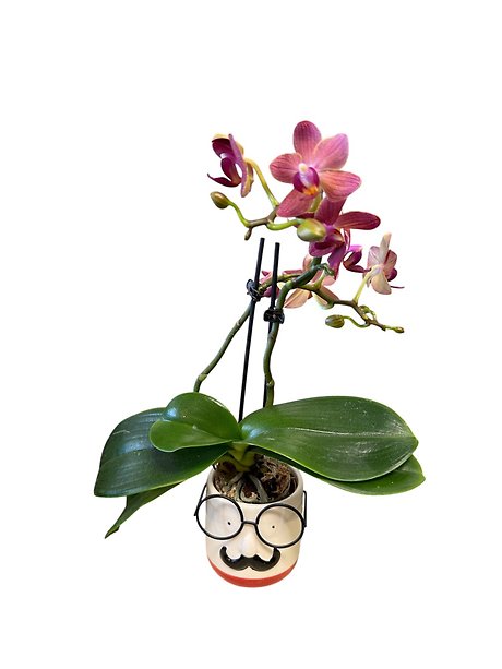 An Orchid, A Moustache and Spectacles