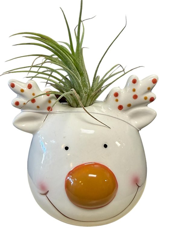 Christmas Character with Air Plant