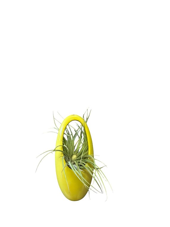 Green Ceramic Egg with Airplant